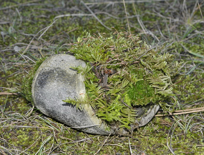 Quando la natura non ha limiti....